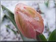 winter snow tulip flower