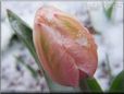 pink winter tulip flower