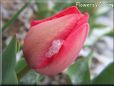 winter snow red tulip flower