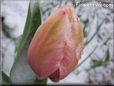 pink snow tulip flower