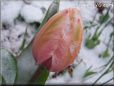 winter tulip flower