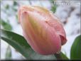 winter snow pink tulip flower