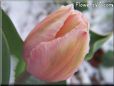 pink snow tulip