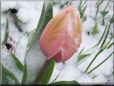 winter snow tulip