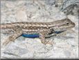 blue belly lizard  pictures