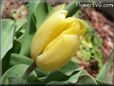 yellow tulip flower