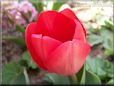 red tulip flower