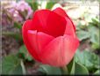 red tulip flower