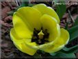 yellow tulip flower
