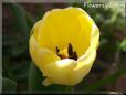 yellow tulip flower