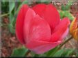 red tulip flower