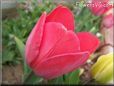 red tulip flower