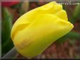 yellow tulip flower