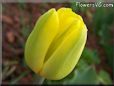 yellow tulip flower