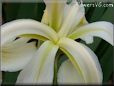 white iris flower