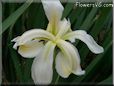 white iris flower