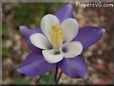 columbine flower