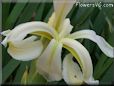 white iris flower