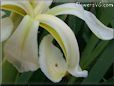 white iris flower