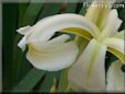 white iris flower