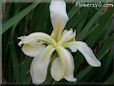 white iris flower