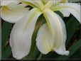 white iris flower