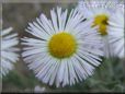 white daisy flower