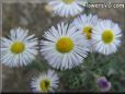 white daisy flower