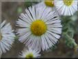 white daisy flower