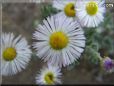 white daisy flower