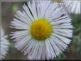 white daisy flower