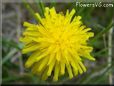 dandelion flower