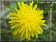 dandelion flower