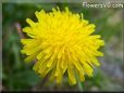 dandelion flower