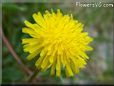 dandelion flower