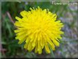 dandelion flower