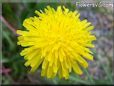 dandelion flower