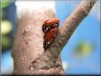 ladybugs