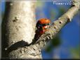 ladybugs