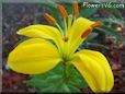 yellow lily