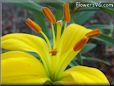 yellow lily