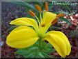 yellow lily