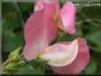 sweet peas flower blossoms pictures