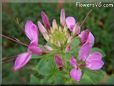 pink cleome flower