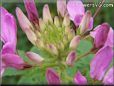 pink cleome flower