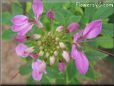 pink cleome flower