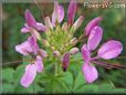 pink cleome flower