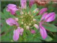 pink cleome flower