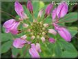 pink cleome flower