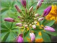 pink cleome flower